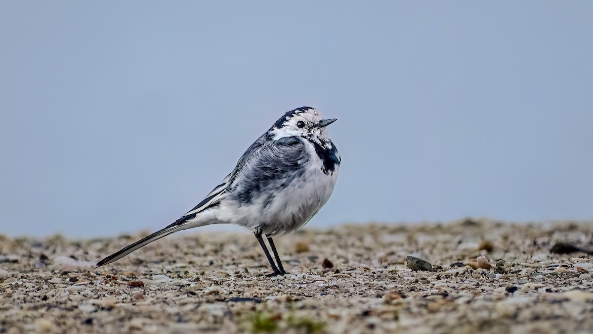 konipas bílý - ML644673752