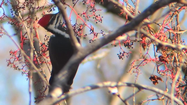 Picamaderos Norteamericano - ML644673754