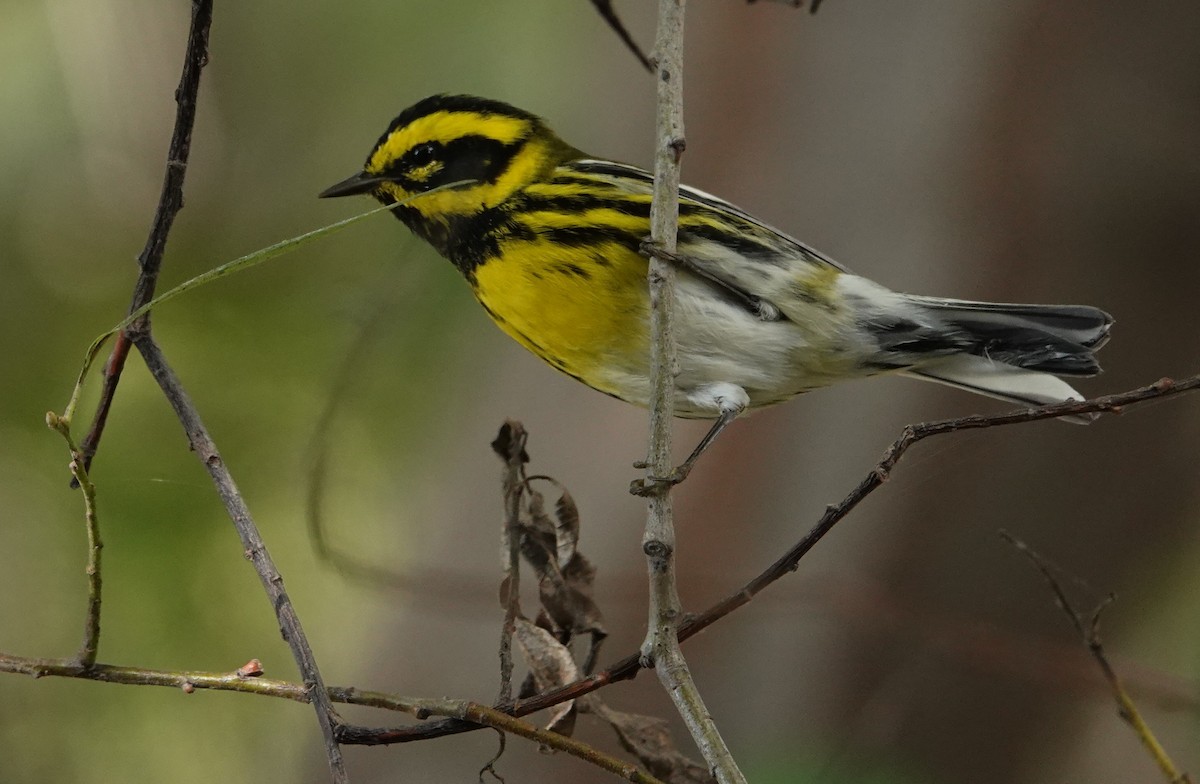 Townsend's Warbler - ML644673766