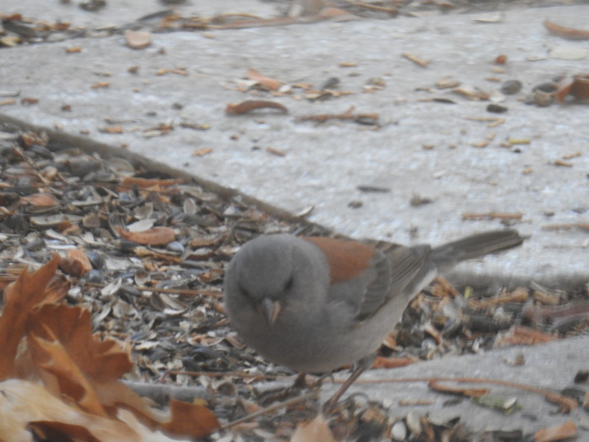 Dark-eyed Junco (Gray-headed) - ML644673769