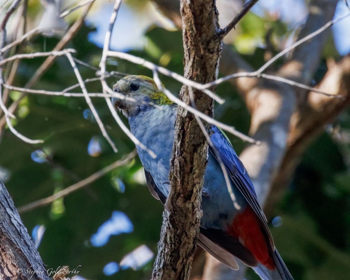 rosela žlutohlavá - ML644673793