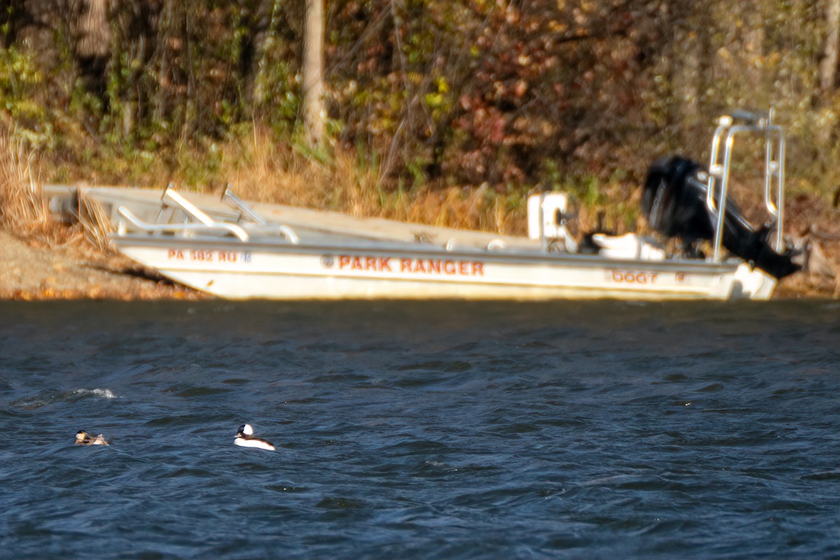 Гоголь-головастик - ML644673804