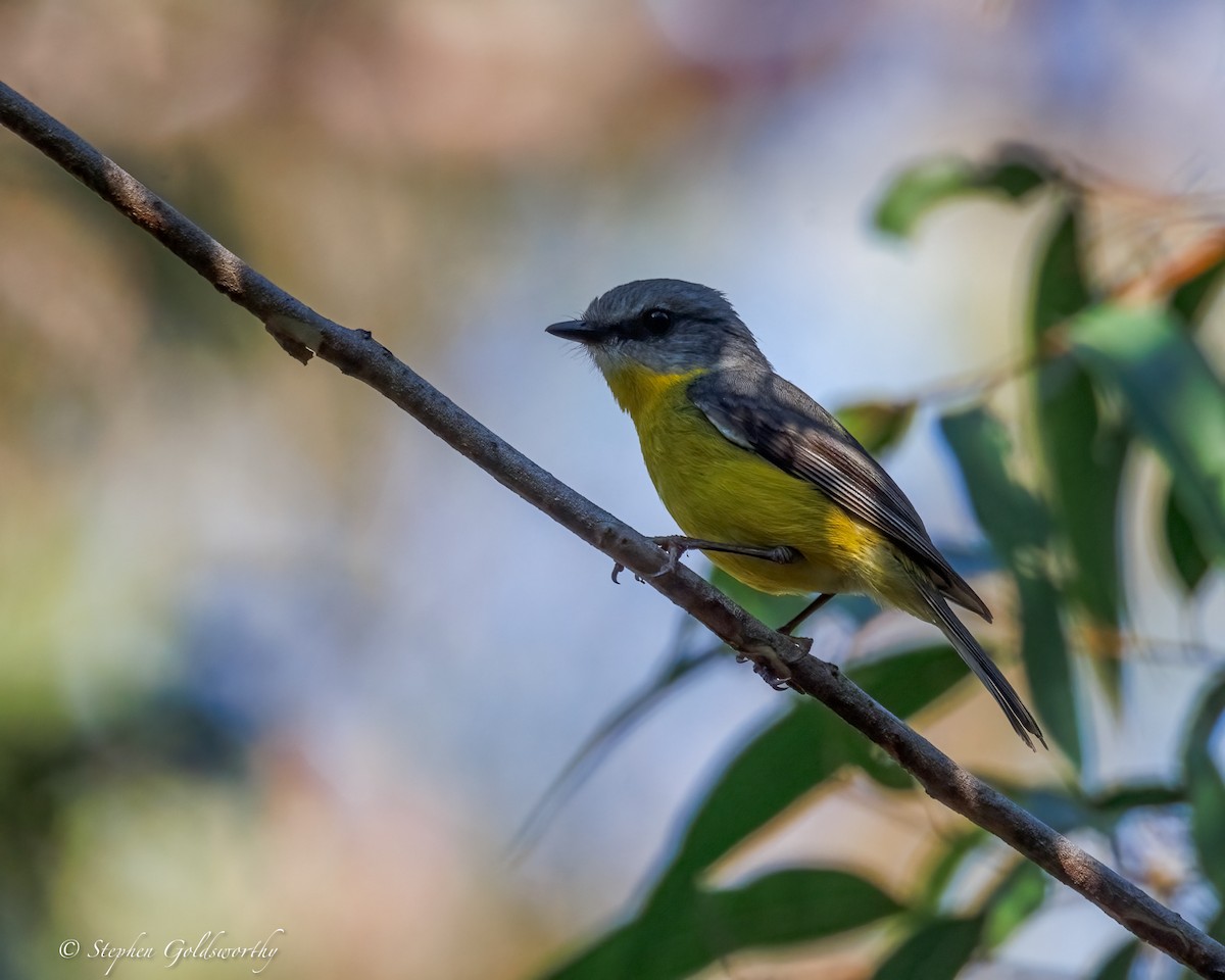 Жёлтая дриада - ML644673805