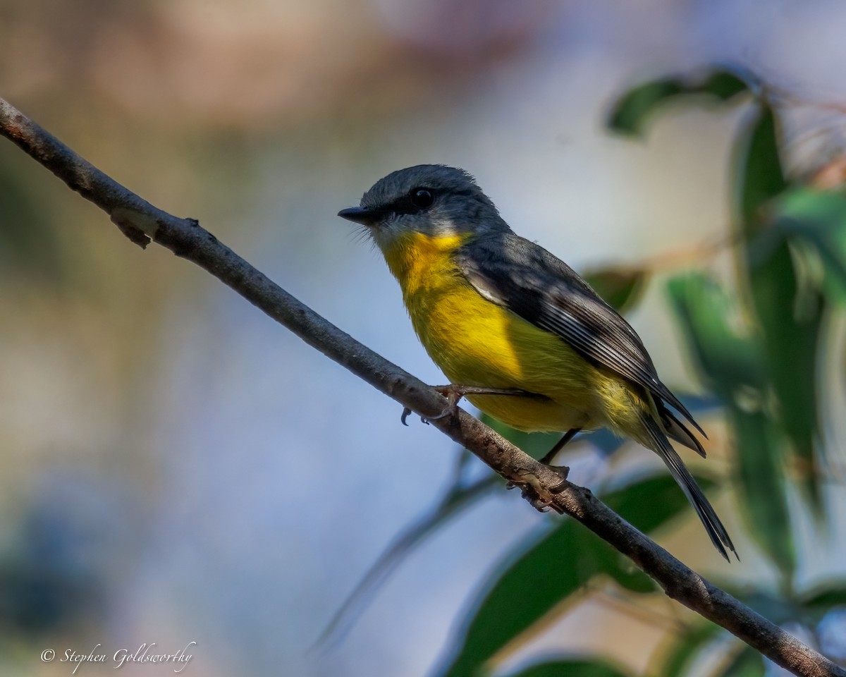 Жёлтая дриада - ML644673806