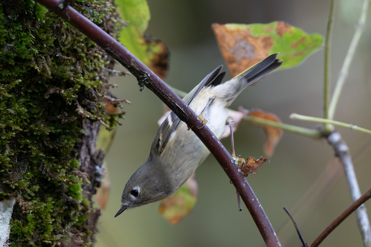 Ruby-crowned Kinglet - ML644673807