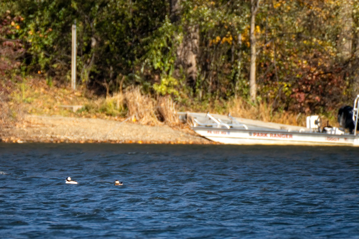 Савка американська - ML644673817