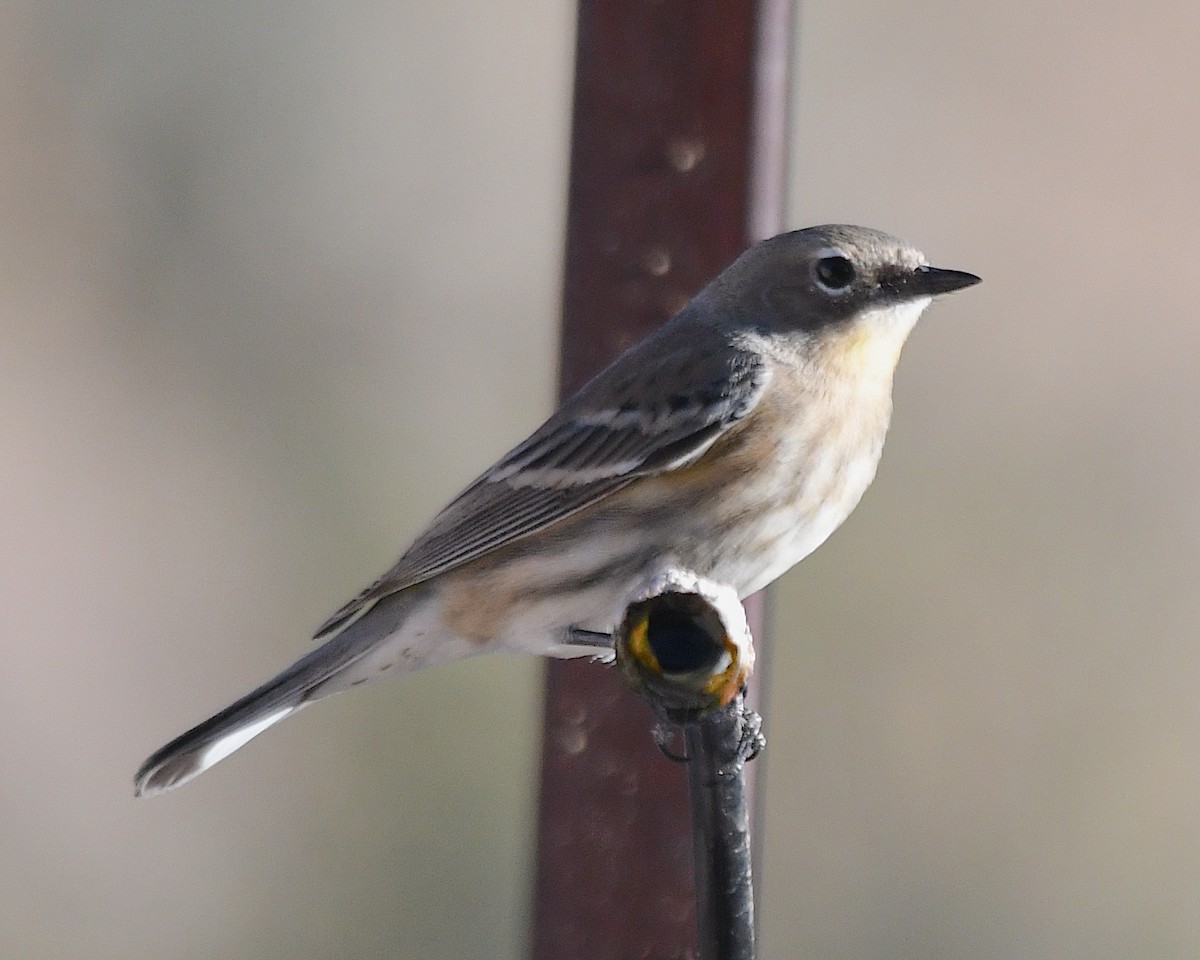 Yellow-rumped Warbler (Audubon's) - ML644673821
