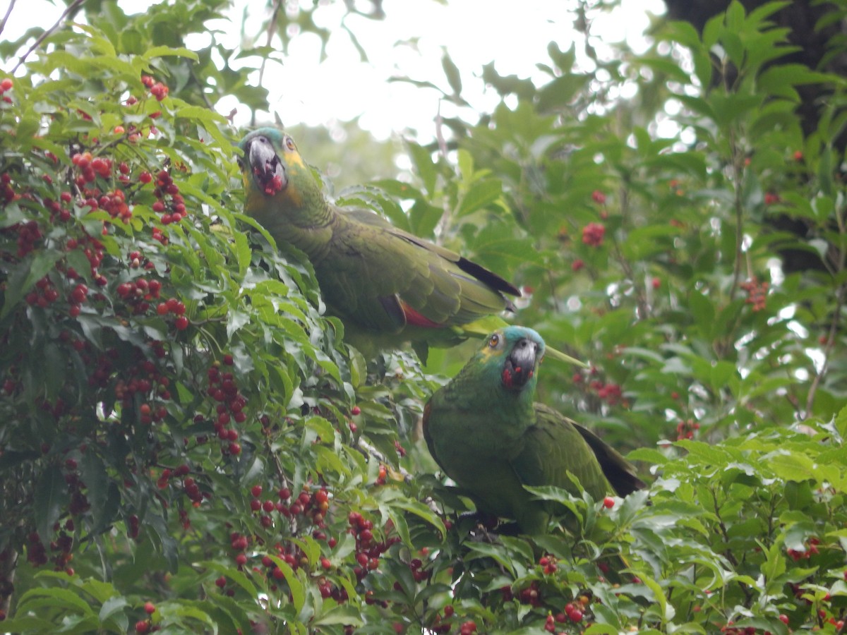 Amazona Frentiazul - ML644673828