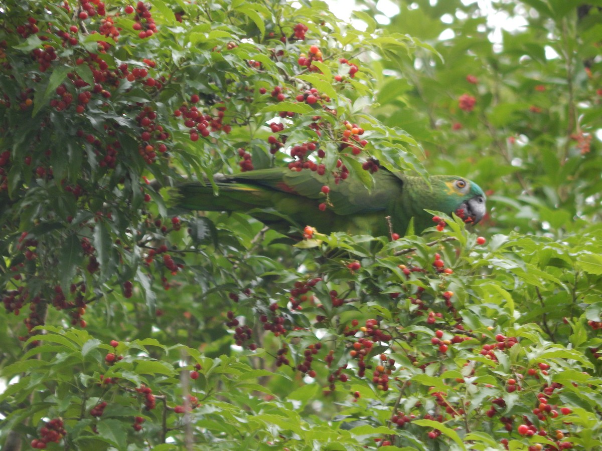 Amazona Frentiazul - ML644673829