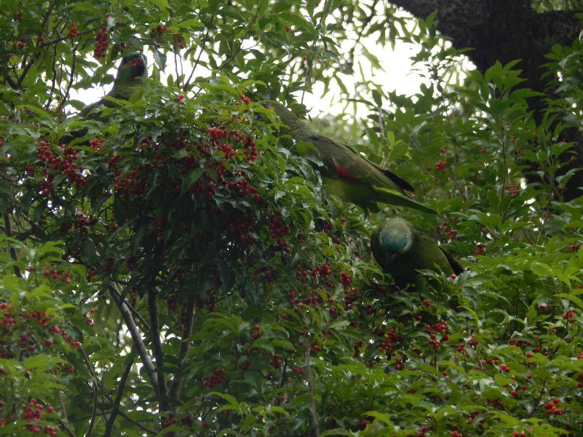 Amazona Frentiazul - ML644673830