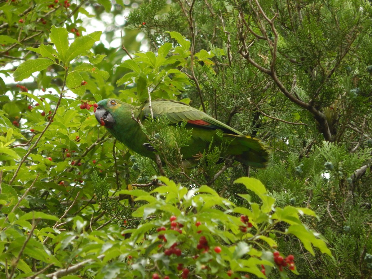 Amazona Frentiazul - ML644673831