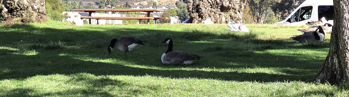 ברנטה קנדית - ML644673833