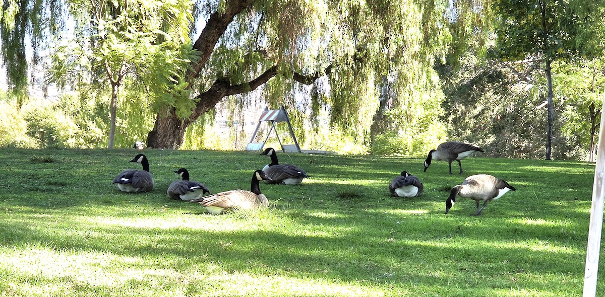 ברנטה קנדית - ML644673849