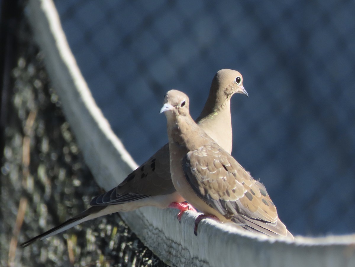 Mourning Dove - ML644673850