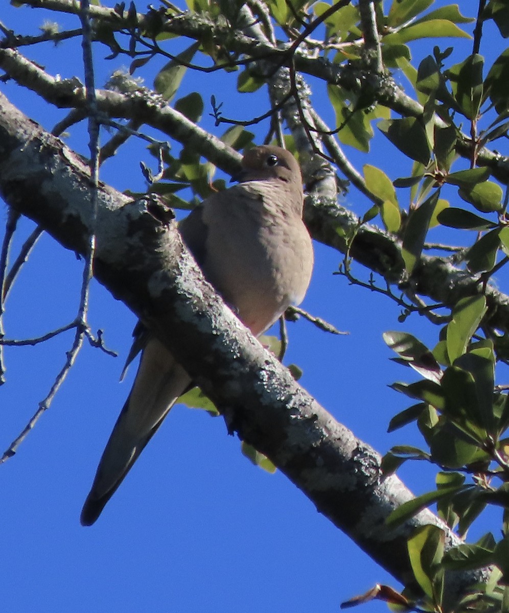 Mourning Dove - ML644673852