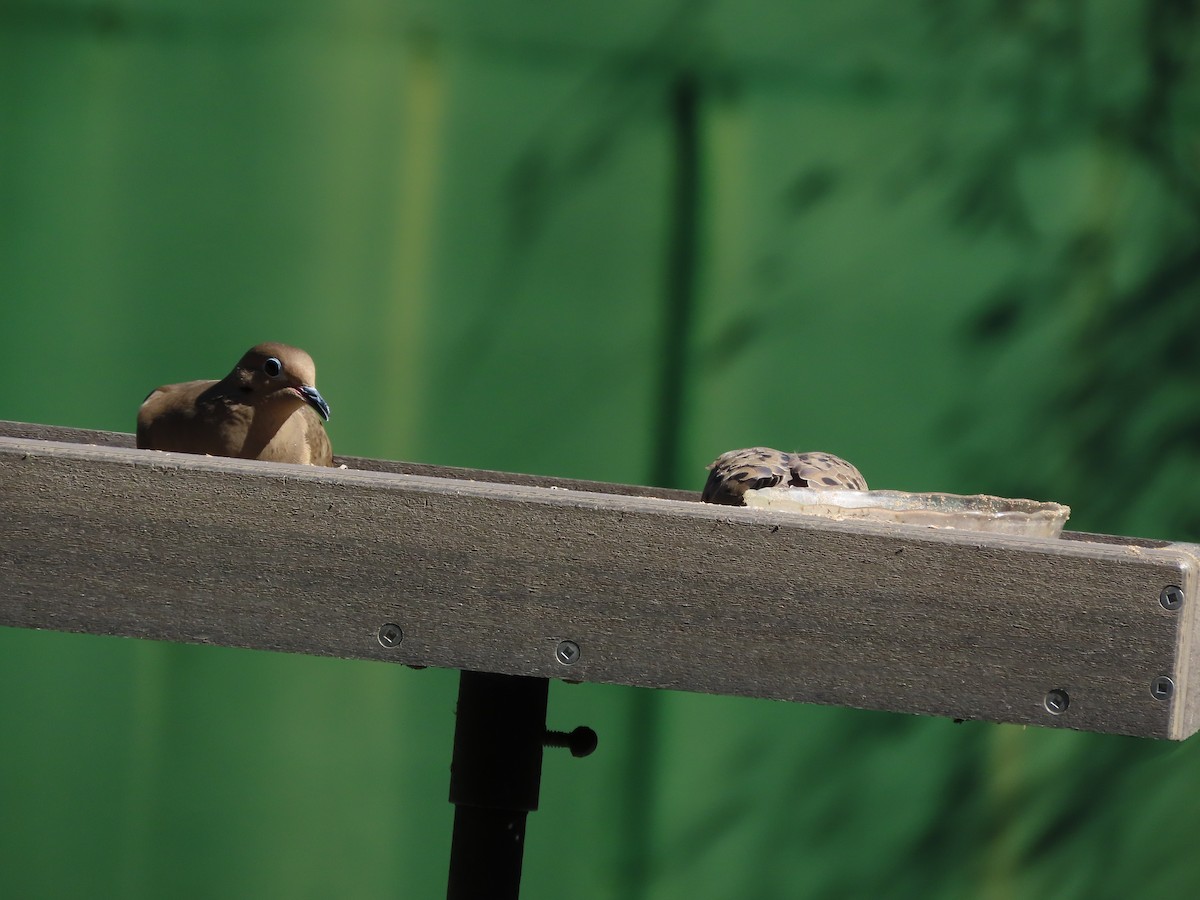 Mourning Dove - ML644673856