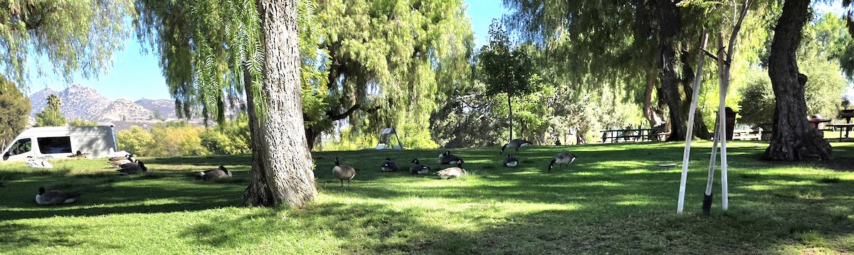 ברנטה קנדית - ML644673858