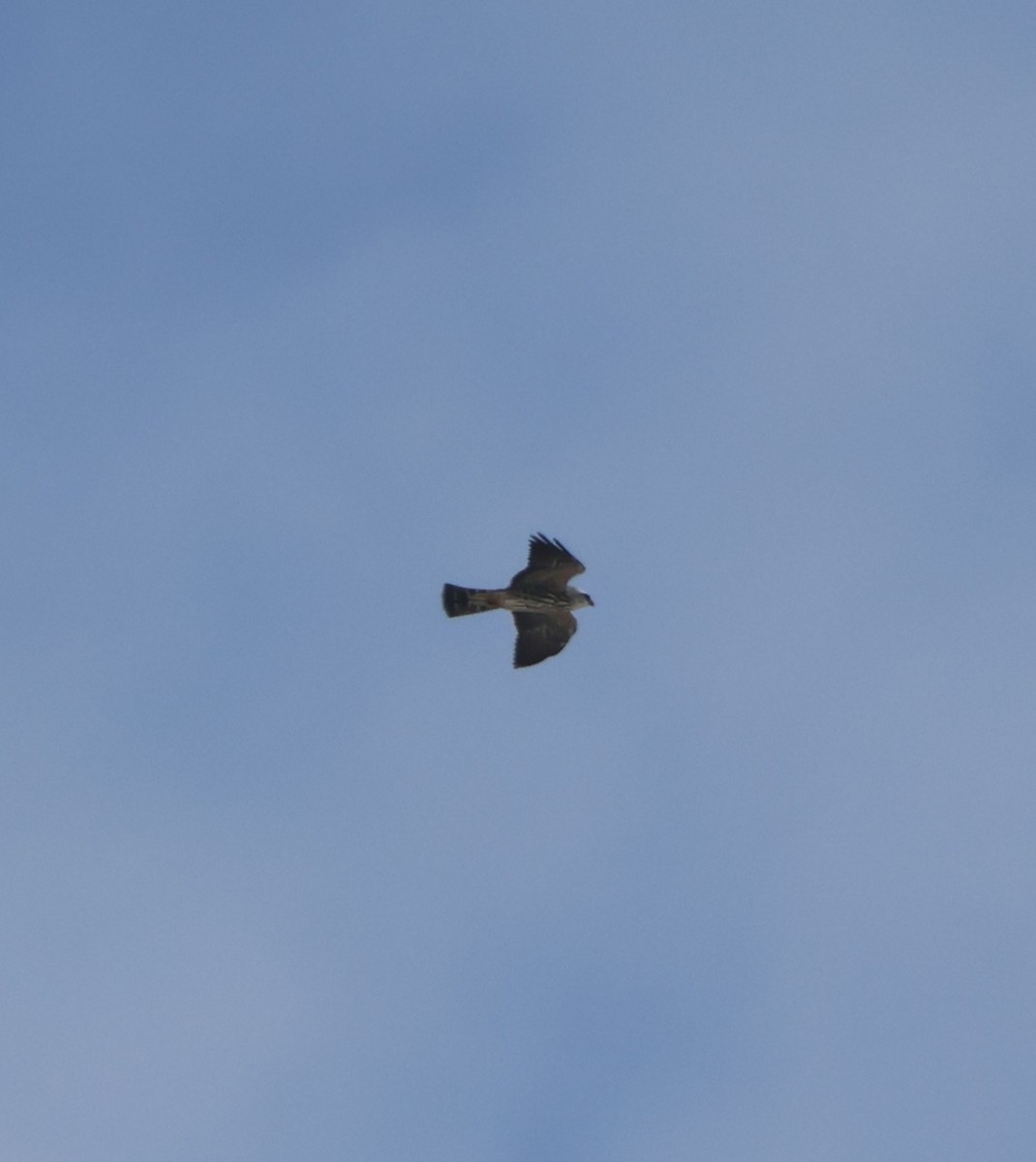 Mississippi Kite - ML644673864