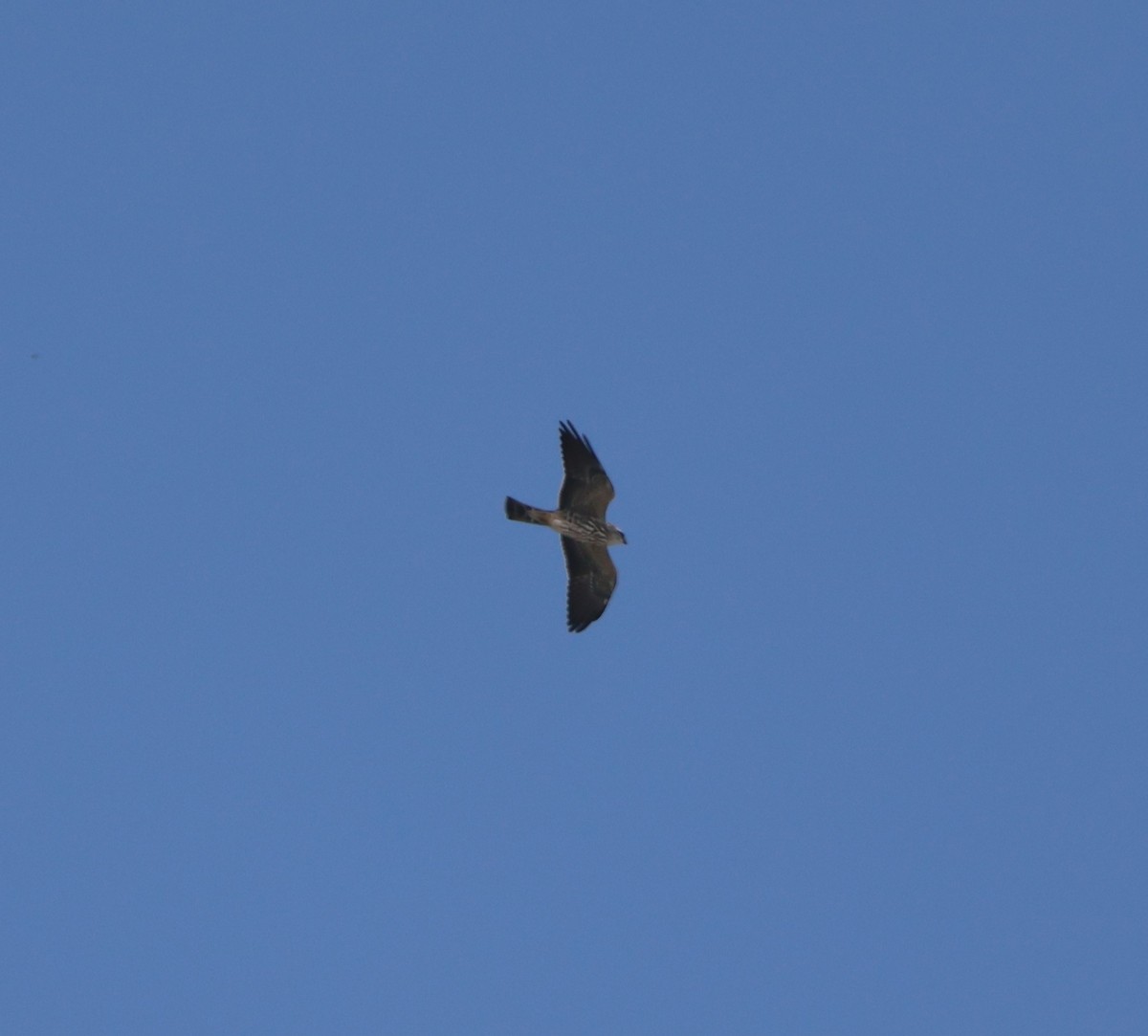 Mississippi Kite - ML644673865