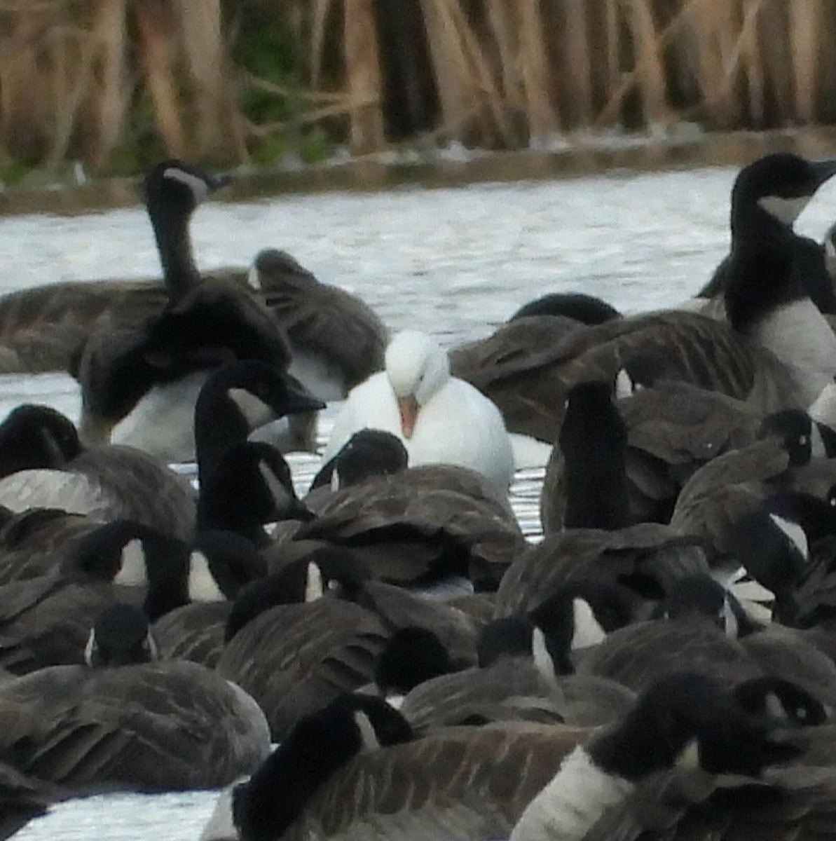 Ross's Goose - ML644673866
