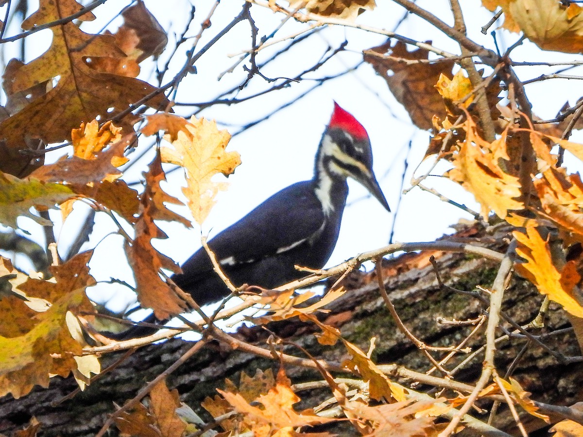 datel chocholatý - ML644673867