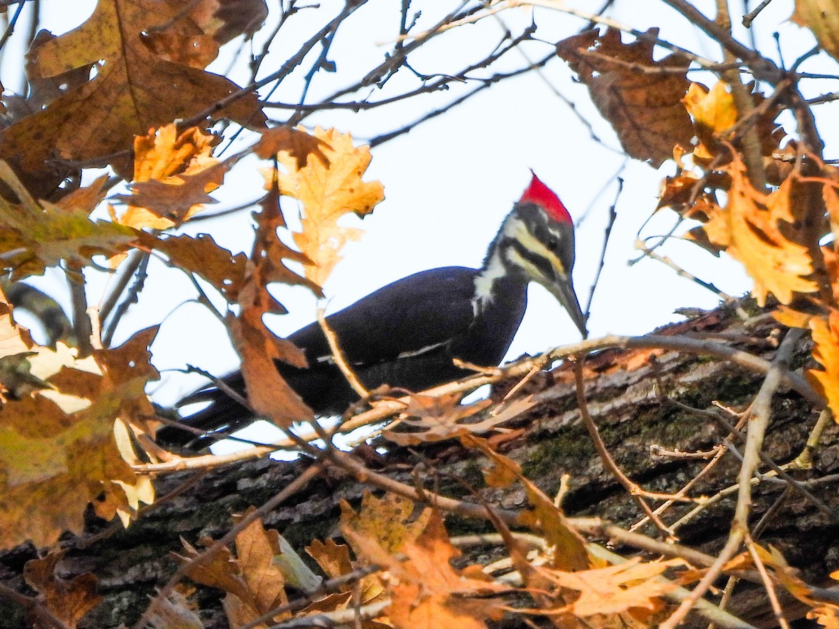 datel chocholatý - ML644673868