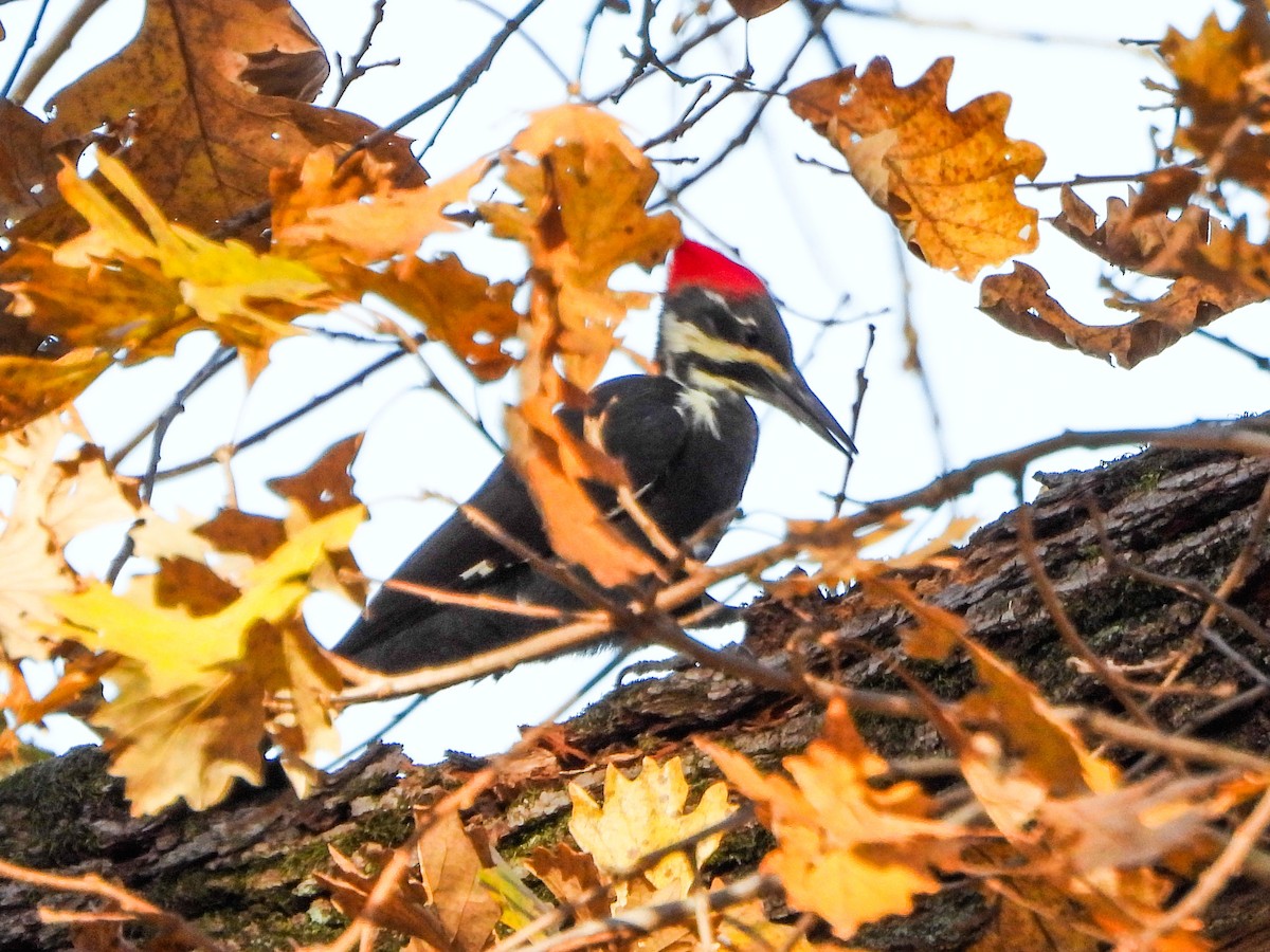 datel chocholatý - ML644673870