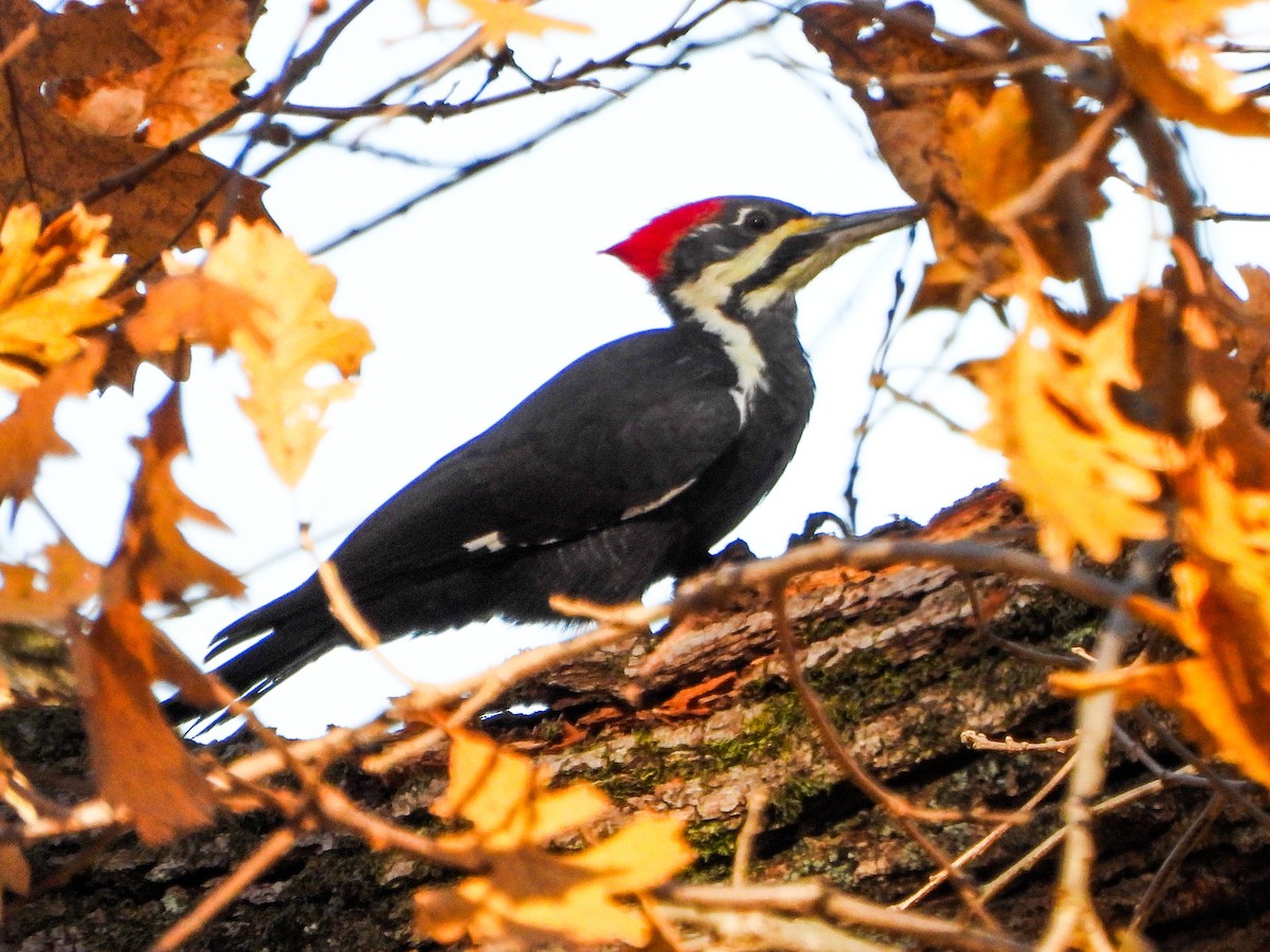 datel chocholatý - ML644673871