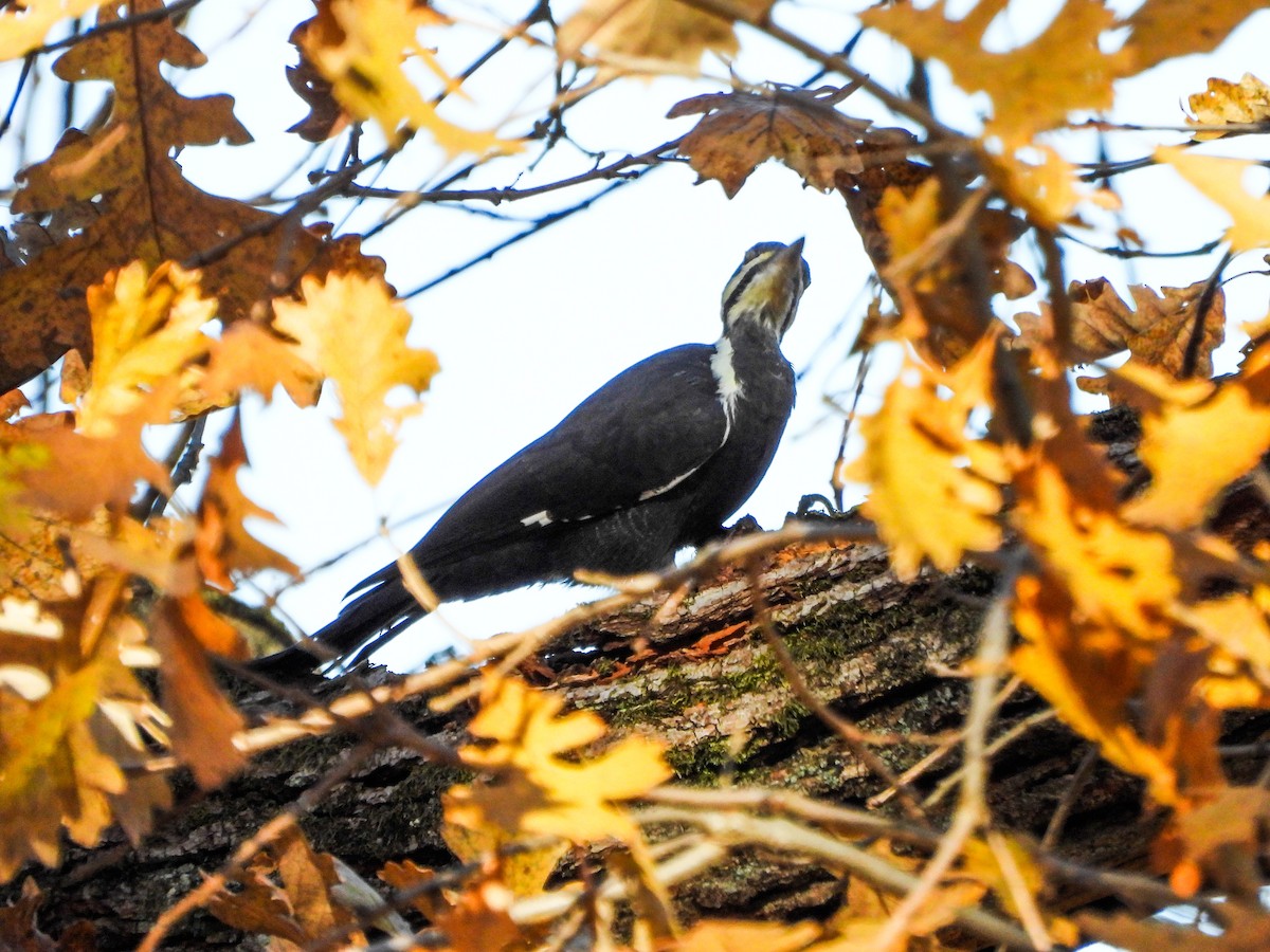 datel chocholatý - ML644673872