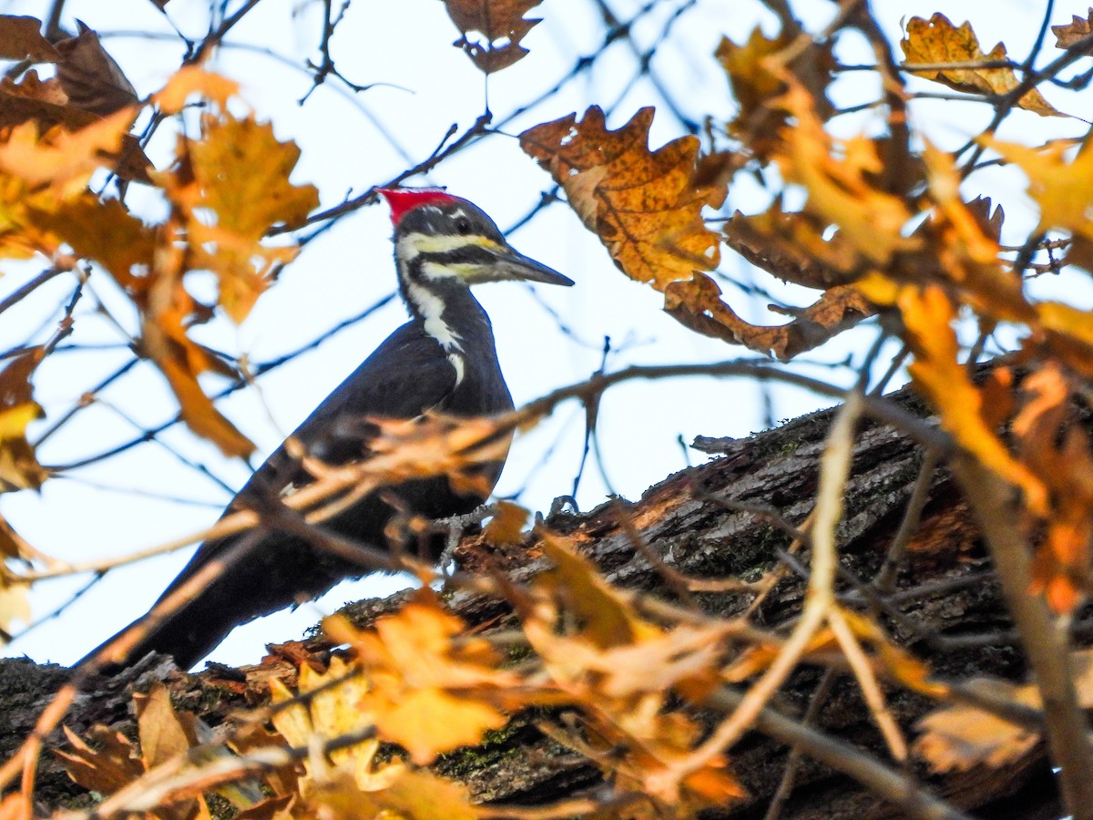 datel chocholatý - ML644673874