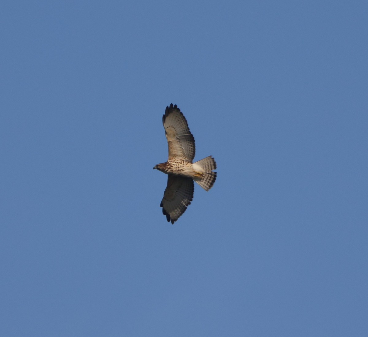 Broad-winged Hawk - ML644673889