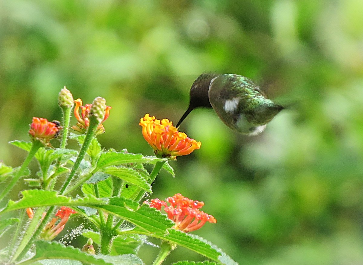 Colibri améthyste - ML644673897