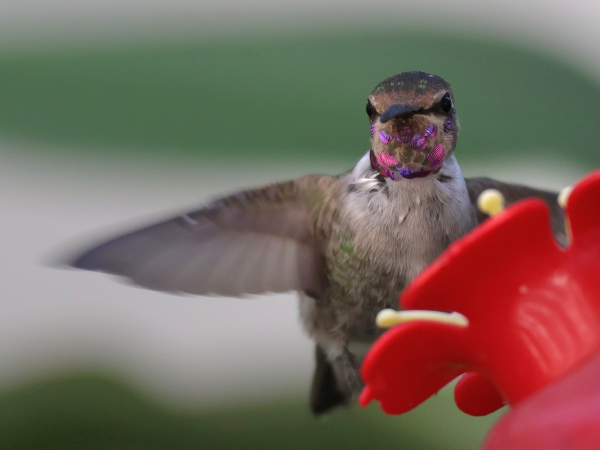 Costa's Hummingbird - ML644673898