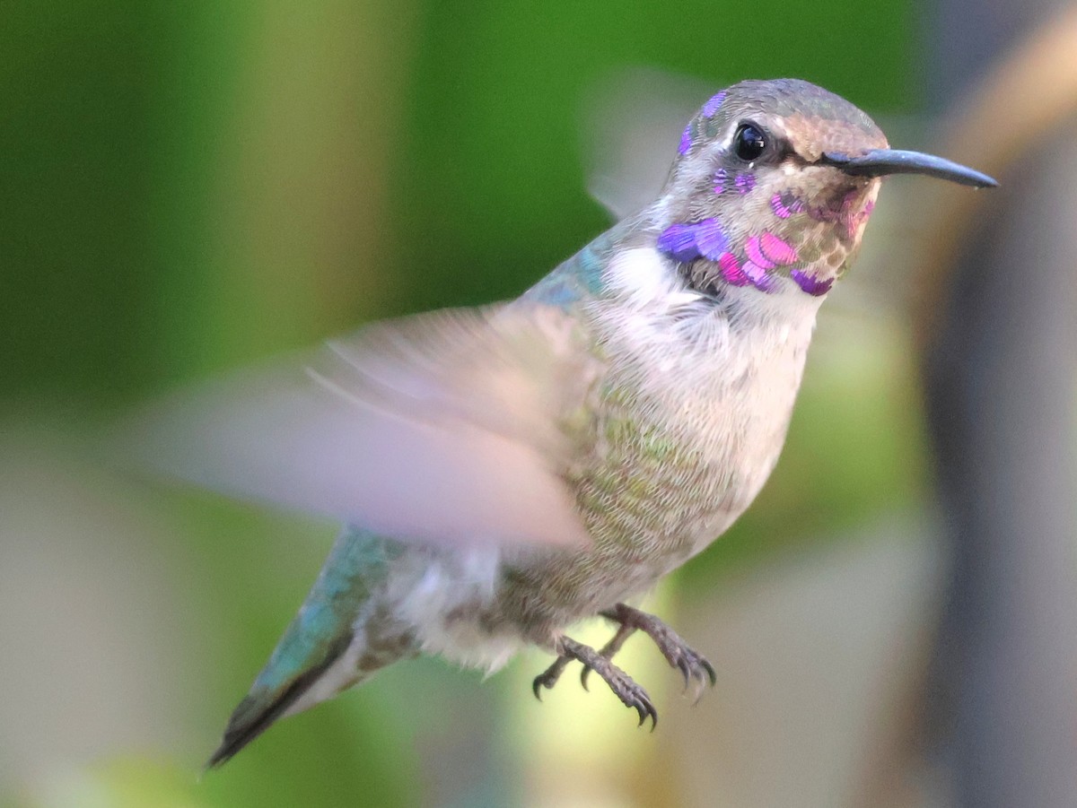 Costa's Hummingbird - ML644673899