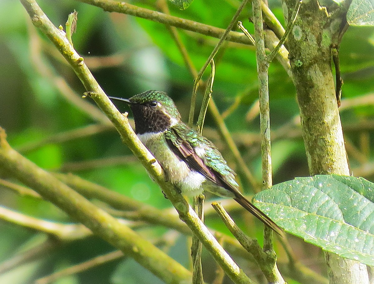 Colibri améthyste - ML644673900