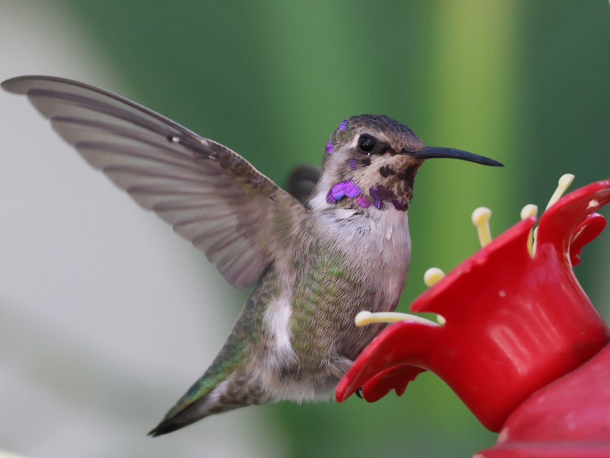 Costa's Hummingbird - ML644673901