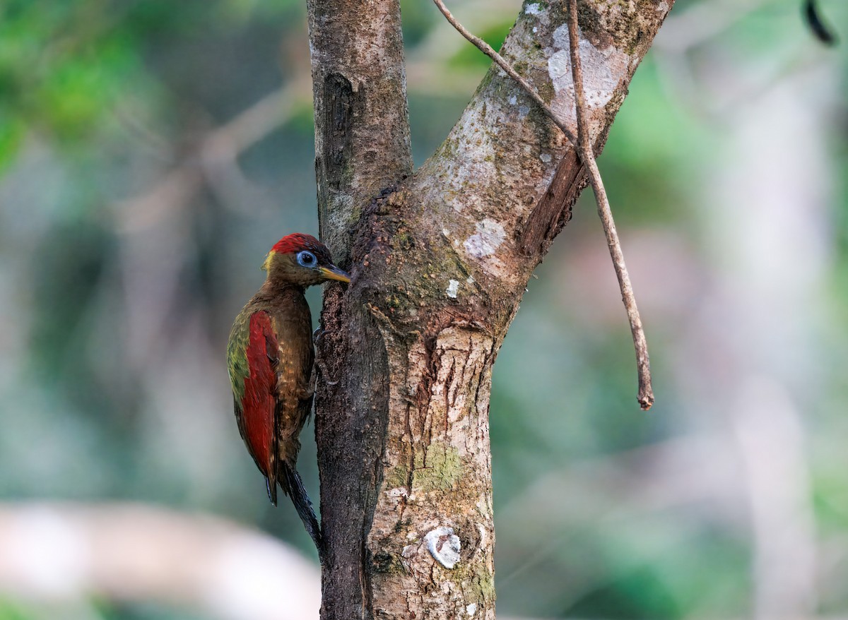 Crimson-winged Woodpecker - ML644673902