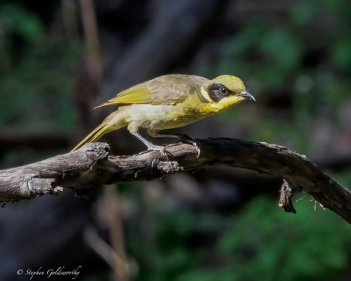 キムネミツスイ - ML644673905