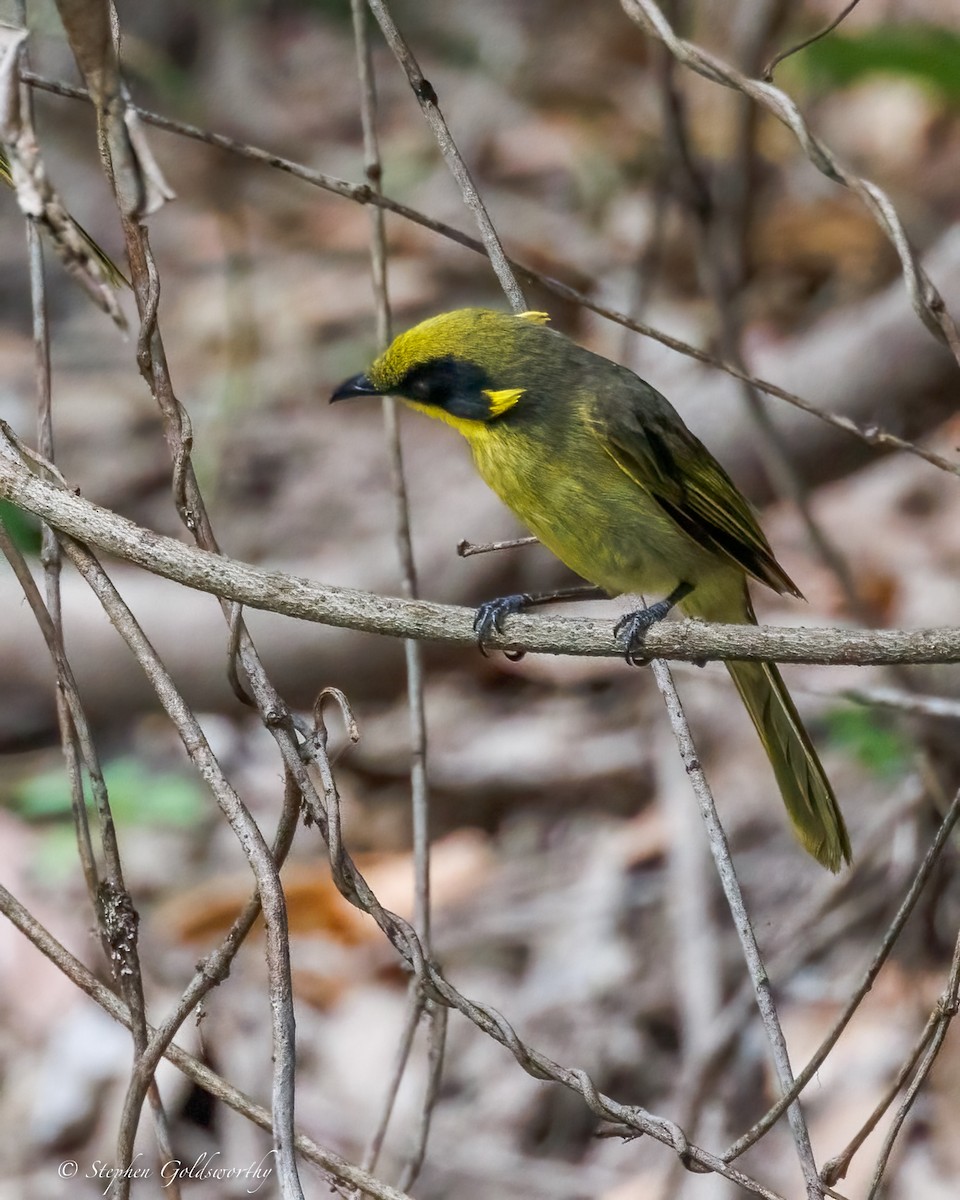 キムネミツスイ - ML644673906