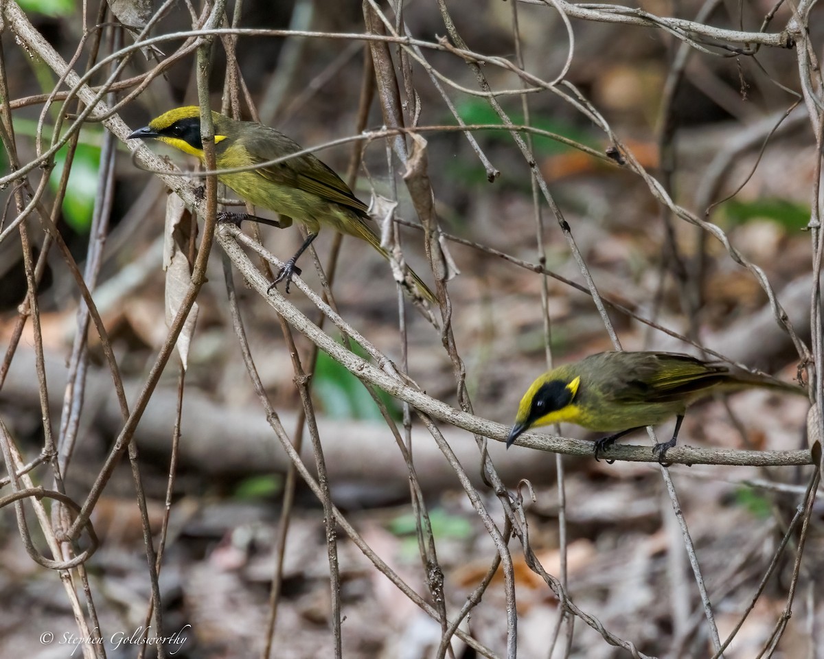 キムネミツスイ - ML644673907