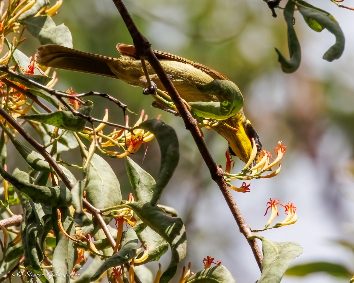 キムネミツスイ - ML644673908