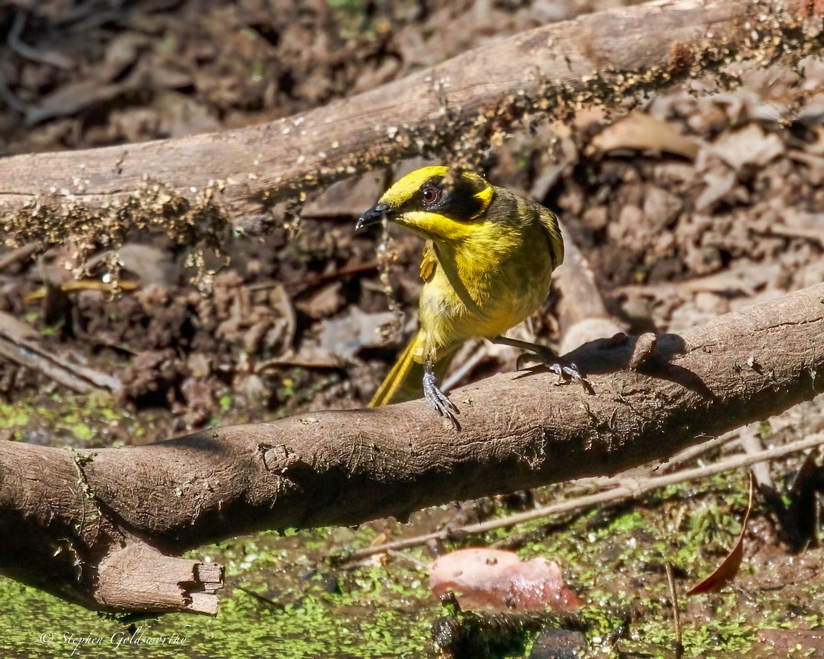 キムネミツスイ - ML644673909