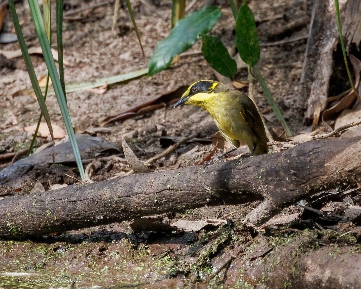 キムネミツスイ - ML644673910