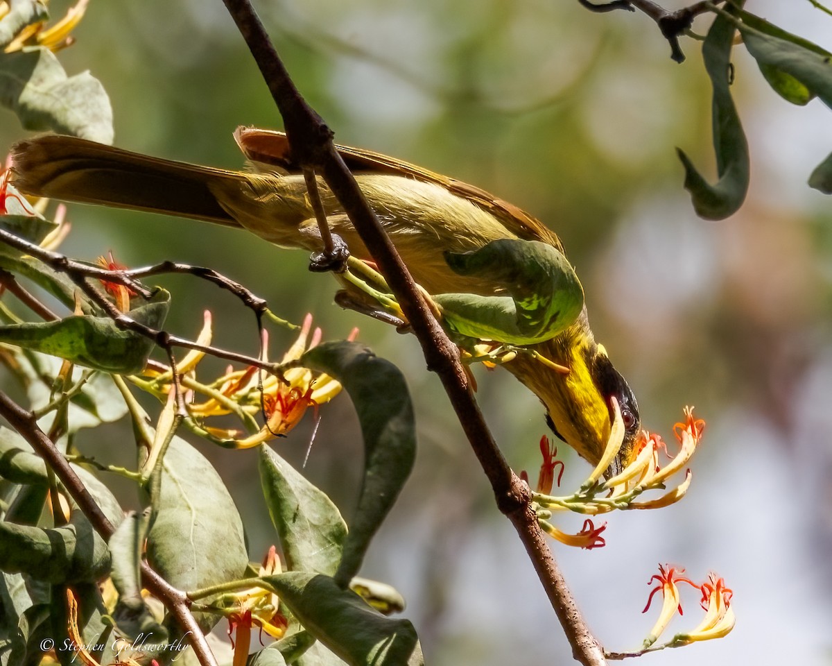 キムネミツスイ - ML644673911