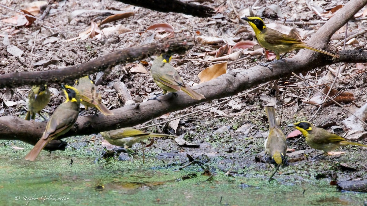 キムネミツスイ - ML644673912