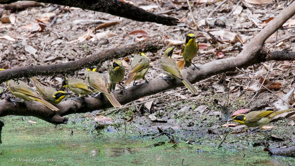 キムネミツスイ - ML644673913