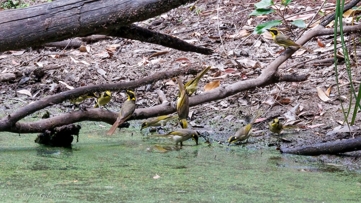 キムネミツスイ - ML644673914