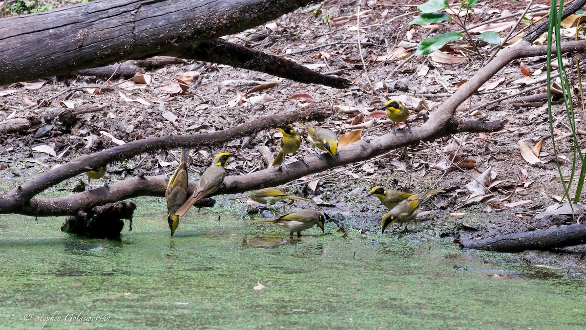 キムネミツスイ - ML644673915