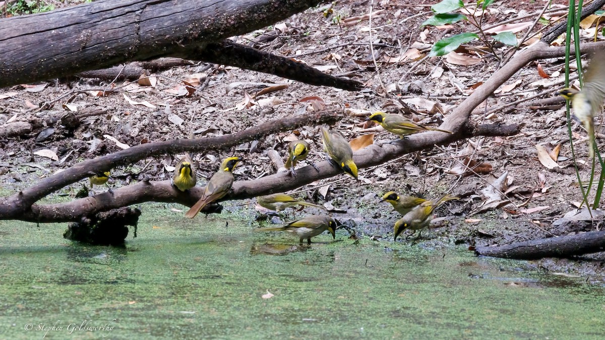 キムネミツスイ - ML644673916