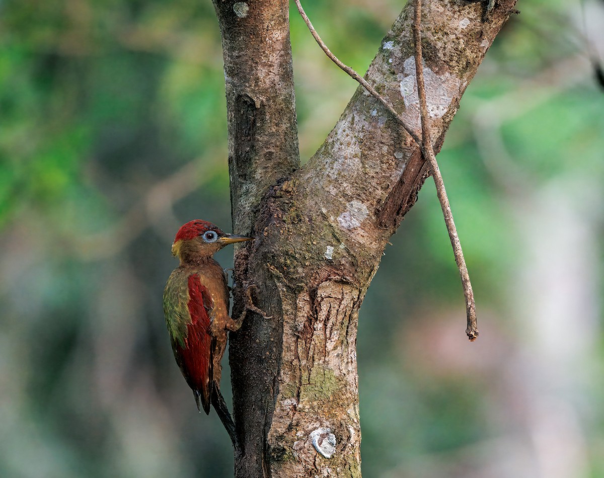 Crimson-winged Woodpecker - ML644673917